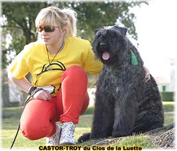 bouvier des flandres du clos de la luette - copyright déposé